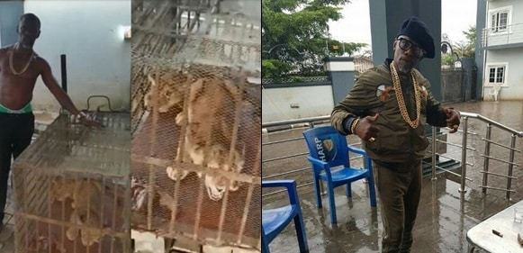 APC Chieftain In Edo State Buys Two Lions As Security Guards