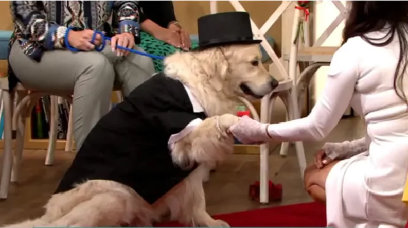 Live Dog Porn - After Dating 221 Men And 4 Failed Engagements, Woman Marries Dog Live On TV  [Photos]