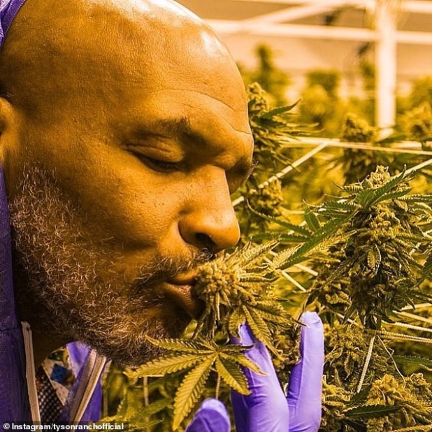  I spend $40,000 on weed every month - Boxing legend, Mike Tyson reveals