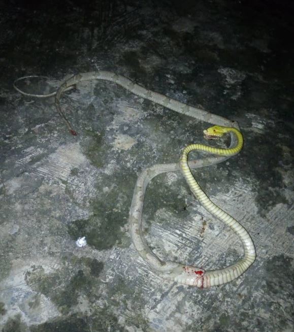 snake, Ikorodu