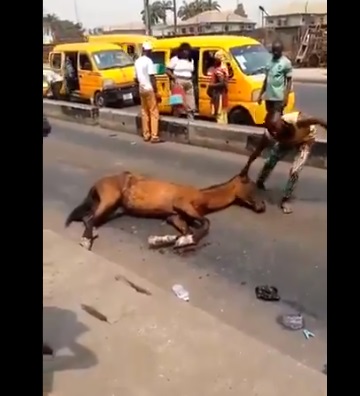 Tired horse collapses in Lagos