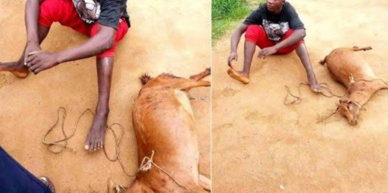 Man rapes goat