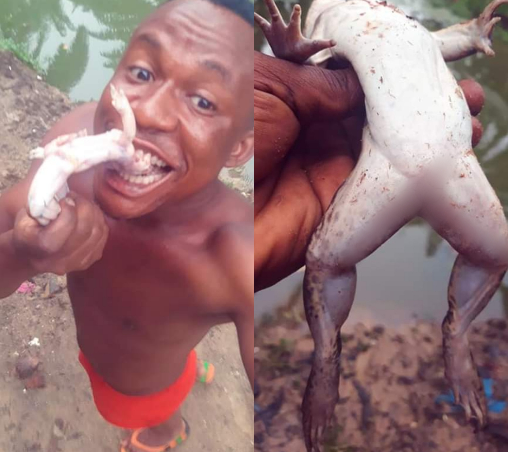 Amah killed the frogs and used it for stew