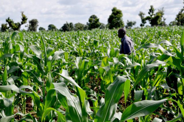 Agriculture in Nigeria (Photo: NAN)