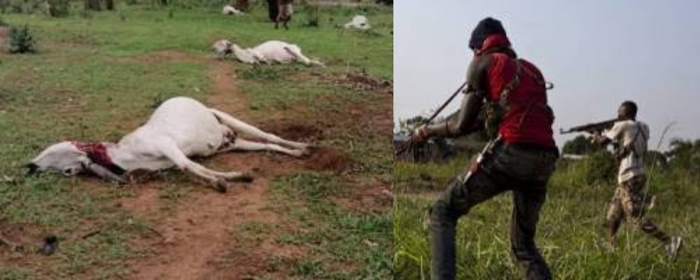 Fulani Herdsman Cries For Justice After Losing 34 Cows To Armed Hoodlums In Kogi State 1