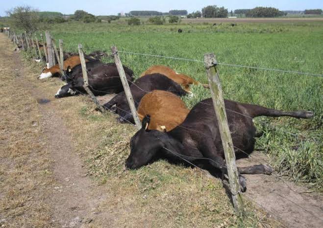 Strange Lightning Kills 15 Cows In Ekiti 1