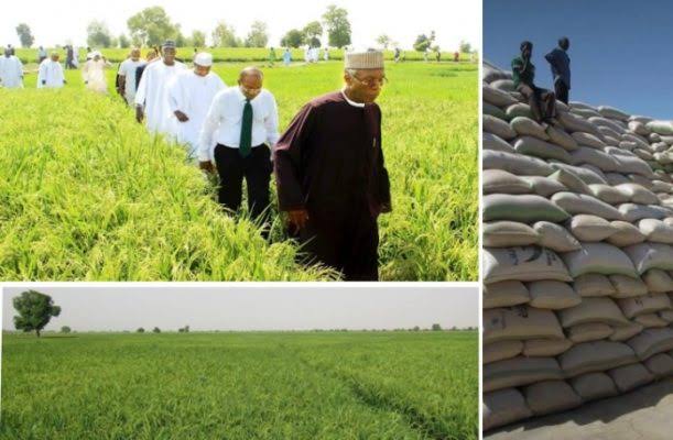 "Nigeria Now Africa’s Biggest Rice Producing Nation" – Agric Minister, Sabo Nanono 1