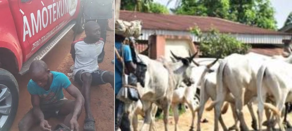 Amotekun Ejects 37 Herders, 5000 Cows Over Refusal To Register With Ondo Government 1
