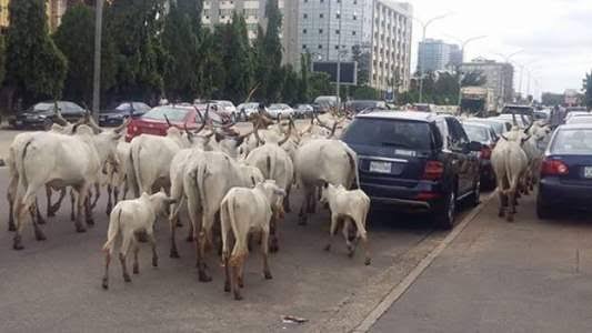 FCT Authorities Bans Open Grazing In Abuja, Establishes RUGA In Three Area Councils 1
