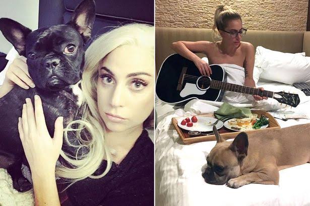 615px x 409px - Lady Gaga Offers $500,000 Reward For Her Stolen Dogs After Thieves Shot Her  Dog Walker