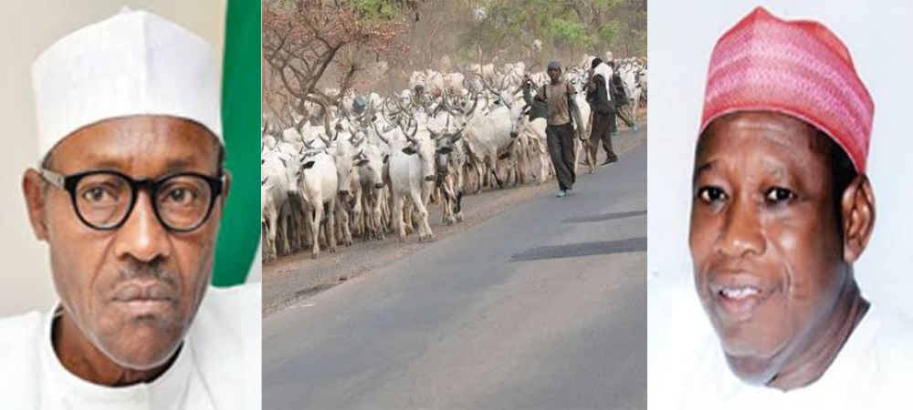 President Buhari Should Ban Movement Of Cows From North To South - Governor Ganduje 1