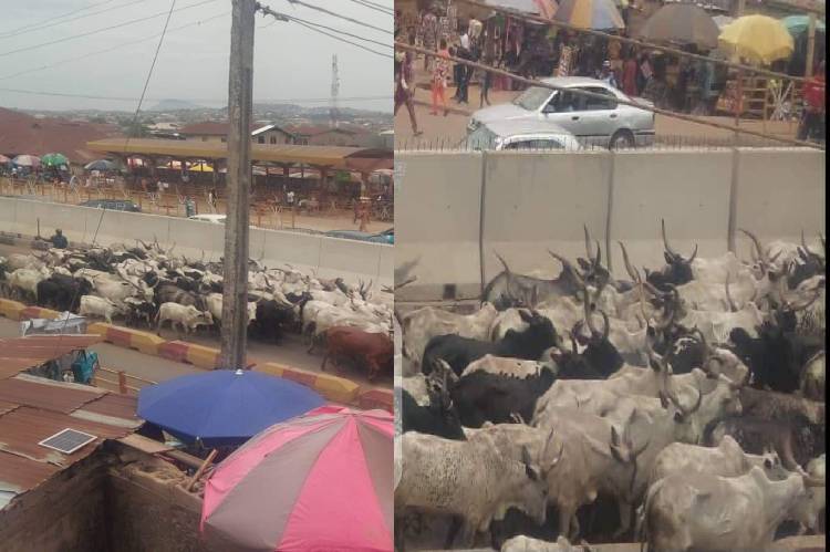 Herders Flee As Amotekun Arrest Over 100 Cows For Violating Open Grazing Rules In Ondo 1