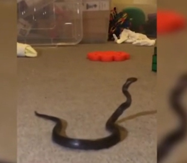The snake found in the girl's bedroom