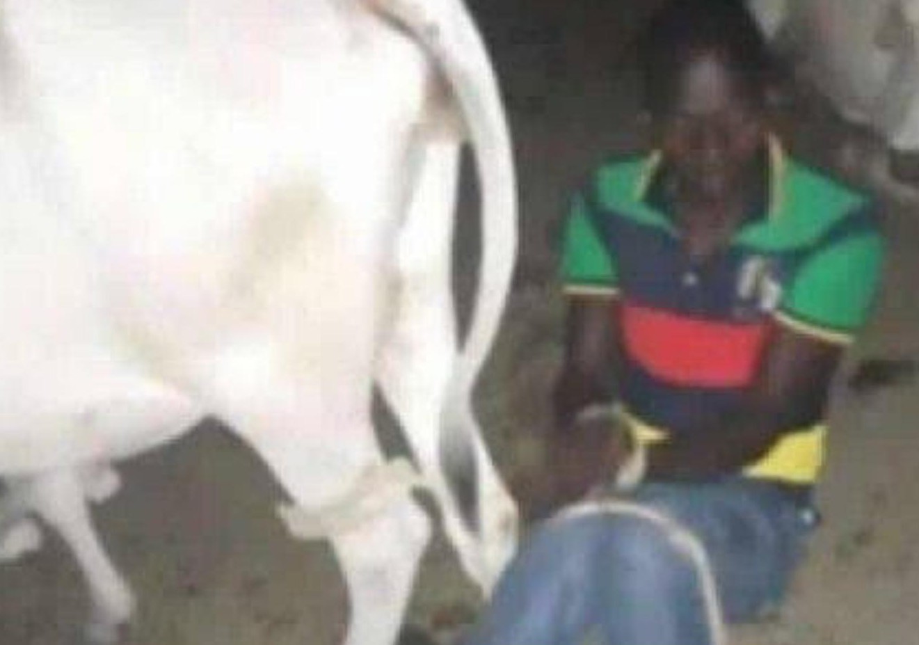 Young Man Blames Devil After He Was Caught Having Sex With Cow At Night