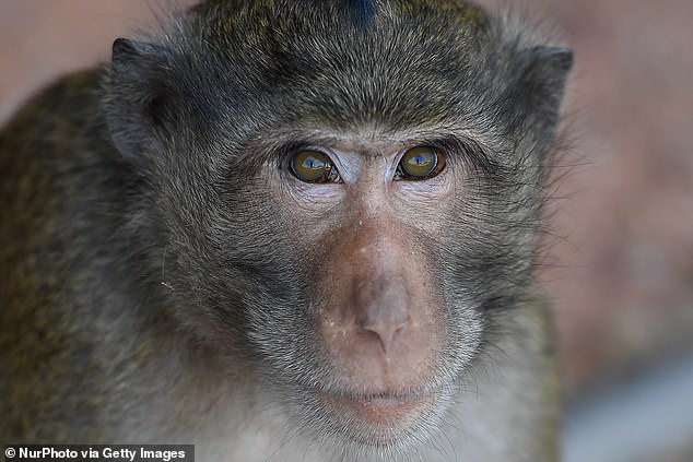 Monkeypox originated in crab-eating macaques (pictured) kept for research in central and western Africa and kills 1% of those infected