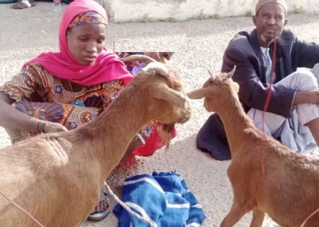 NSCDC arrests 35yr-Old Woman, 50yr-Old Man For Stealing Goats In Bauchi