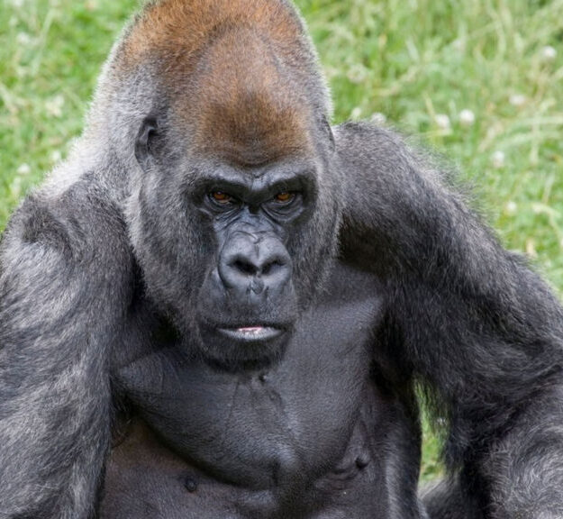 World’s Oldest Male Gorilla, Ozzie Dies Aged 61 At Zoo Atlanta