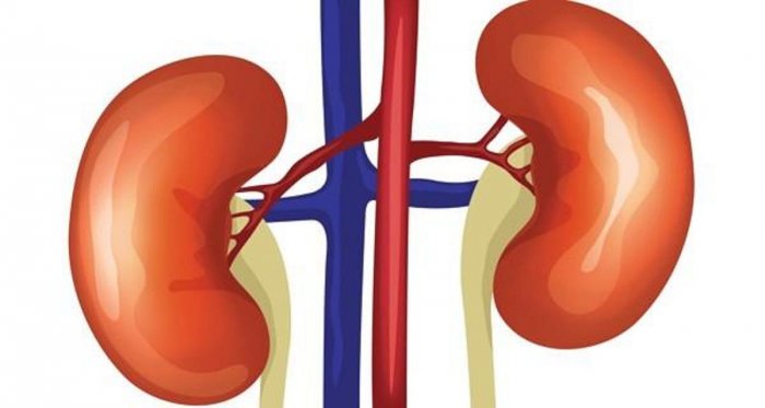 unhealthy human kidney