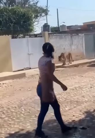 Tiger Spotted Strolling Leisurely At Residential Area, People Left In Shock (Video)