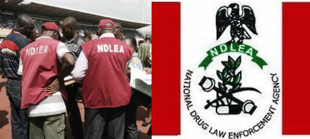 Kano NDLEA Nabs 1,064 Suspects, Seizes 7530.813kg Drugs In One Year 3