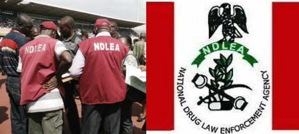 NDLEA Explains Why Cannabis Use In US, UK, Others Differs From Nigeria 3