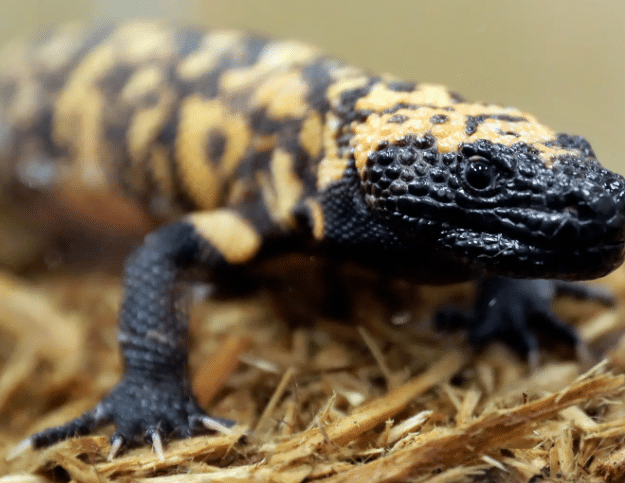 Angry Lizard Bites Man to Death, Girlfriend Mourns