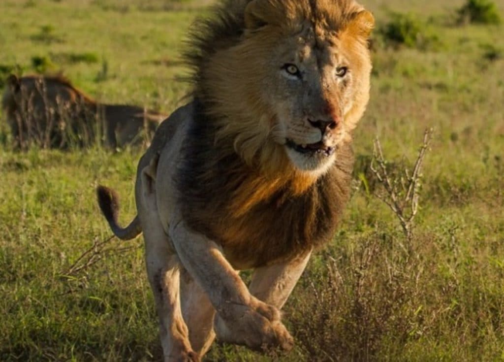 Tragedy As Lion Mauls Zookeeper To Death 1