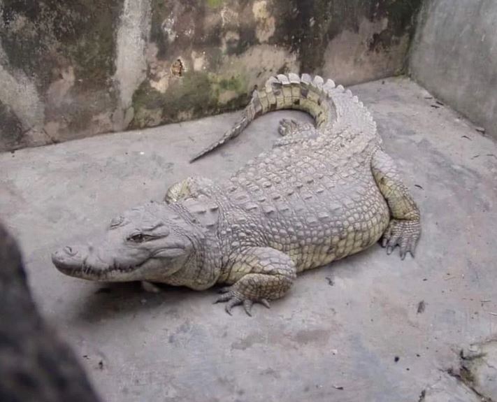 crocodile