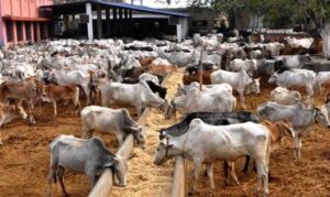 Don’t Dare It — Group Warns Governor Mbah Over Planned Establishment of Ranches in Nimbo, Other Enugu Communities